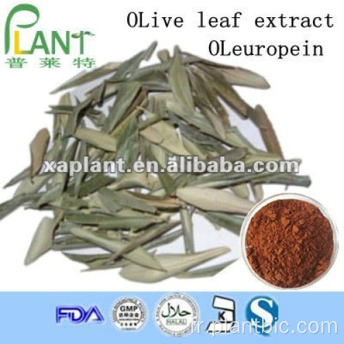 HPLC Extrait de feuille d&#39;olivier Oleuropéine 20% 98%